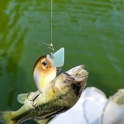 ラージマウスバス
