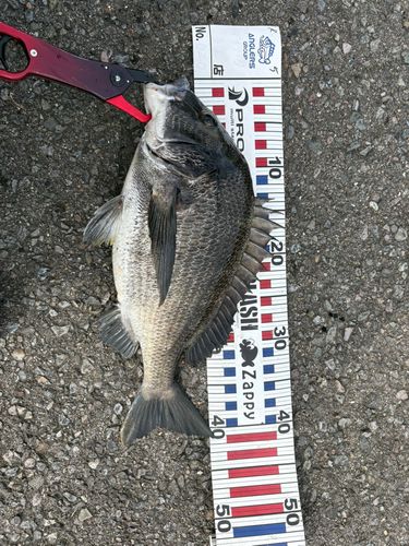 チヌの釣果