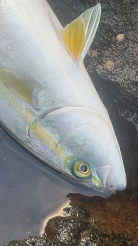 フクラギの釣果