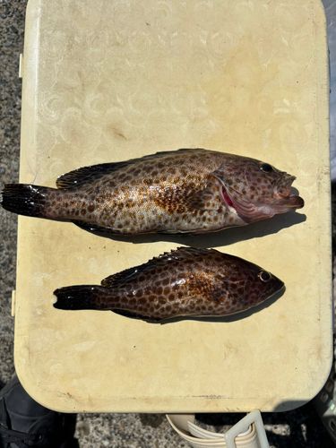 オオモンハタの釣果