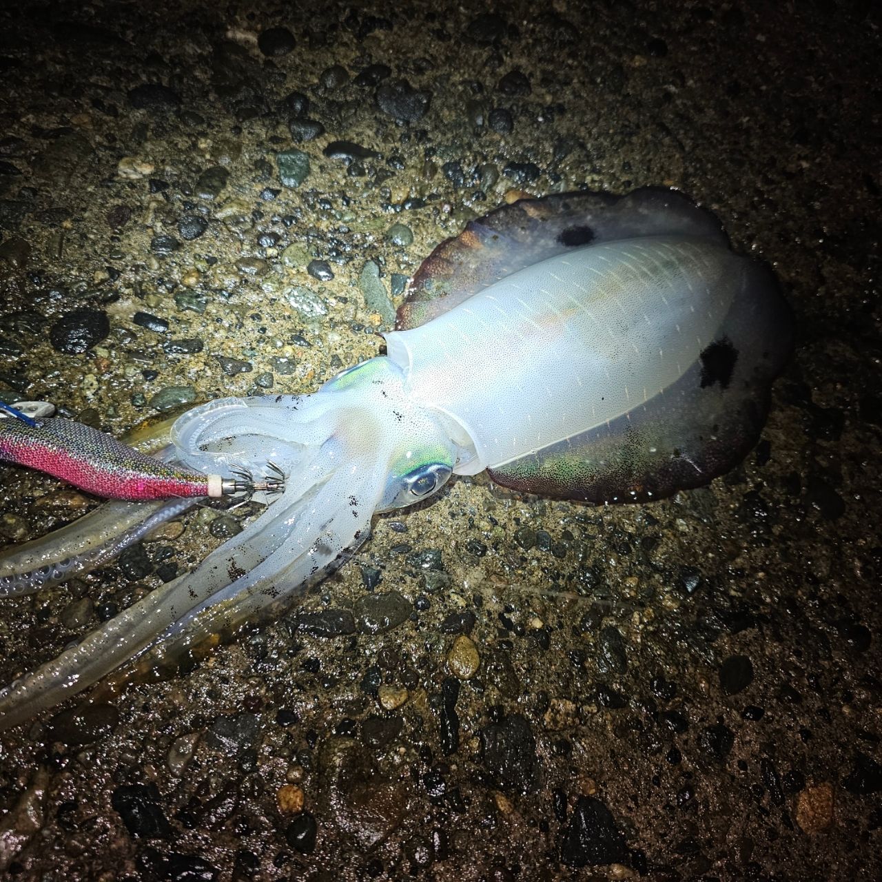 アオリイカ