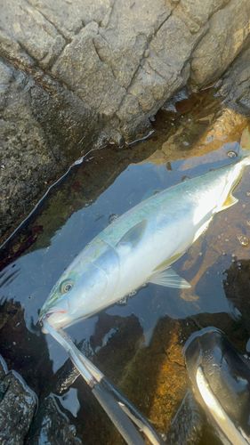 ワラサの釣果