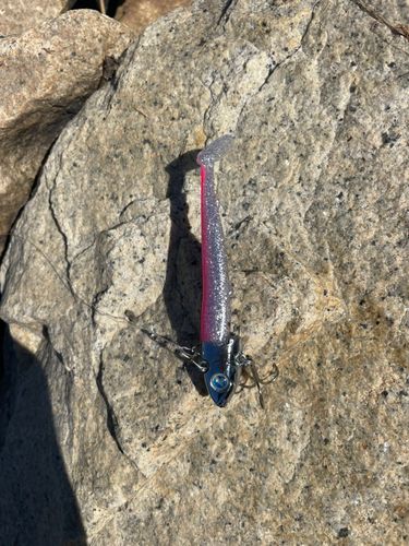 セイゴ（マルスズキ）の釣果