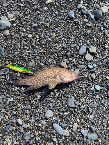 オオモンハタの釣果