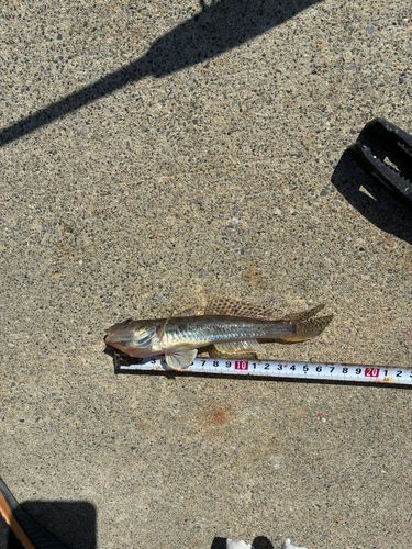 ハゼの釣果
