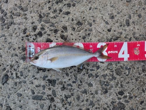 ネリゴの釣果