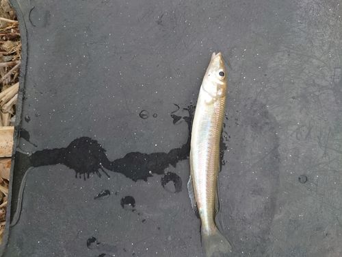 キスの釣果