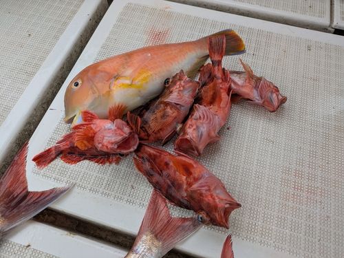 アラカブの釣果