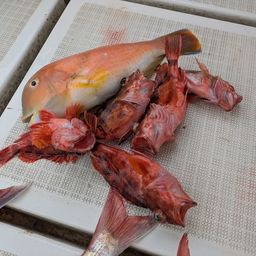 アラカブ