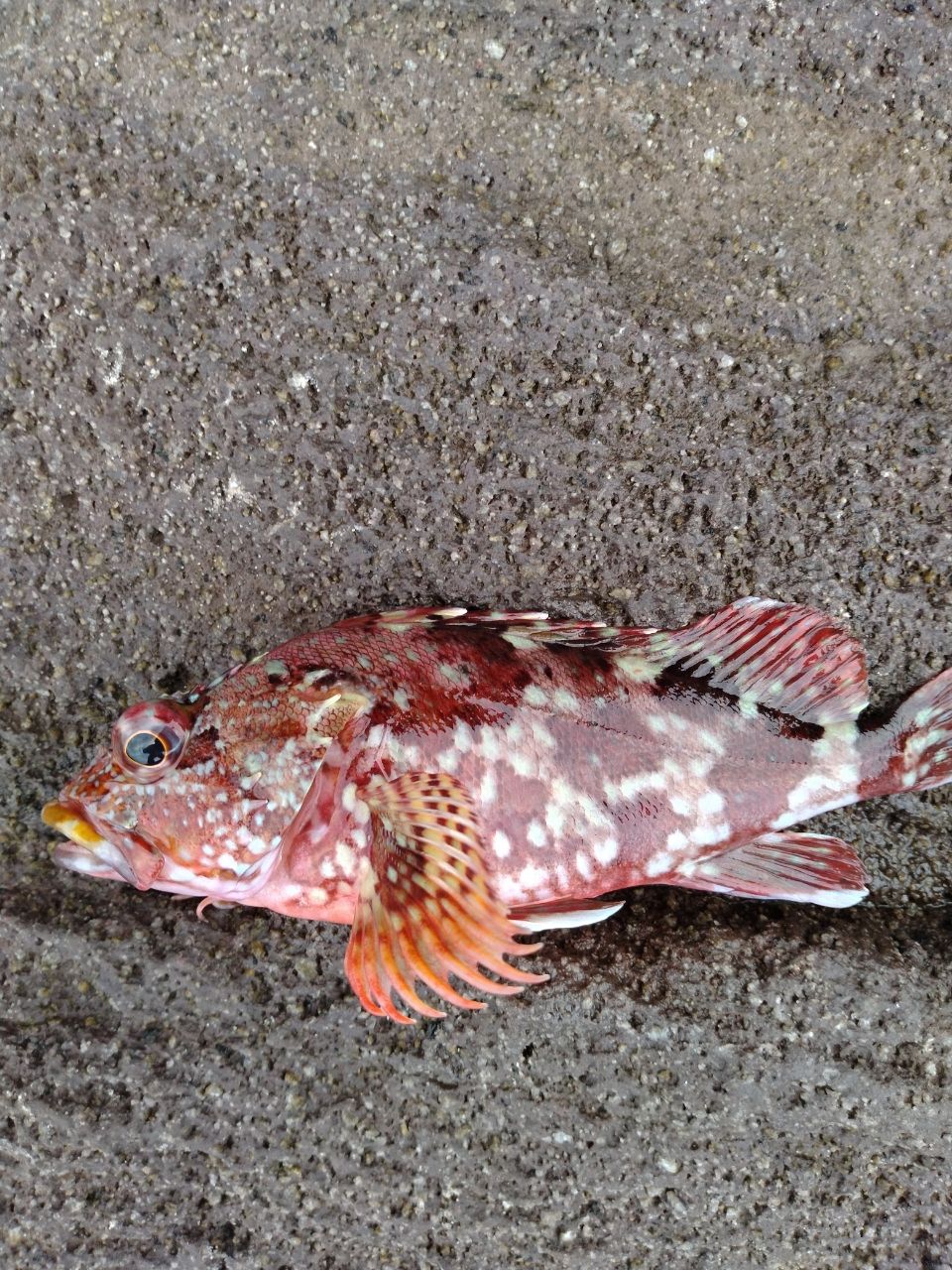 アカハタ