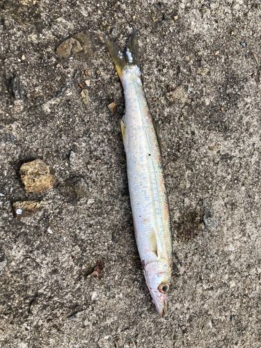 カマスの釣果