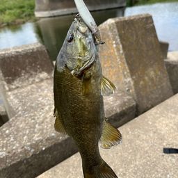 ブラックバス
