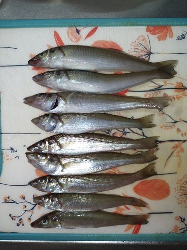 キスの釣果