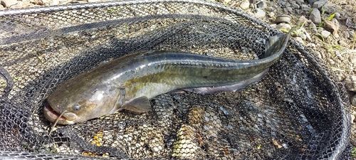 ナマズの釣果