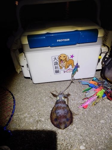 アオリイカの釣果