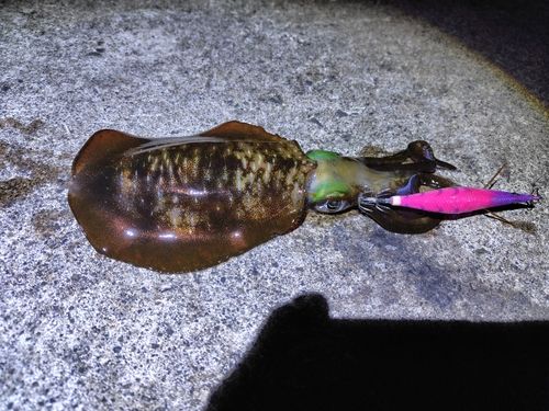 越前海岸