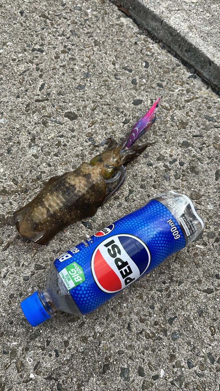 アオリイカ