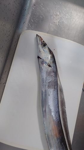 タチウオの釣果