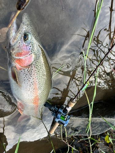 ニジマスの釣果