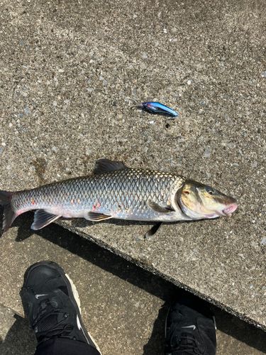 ニゴイの釣果