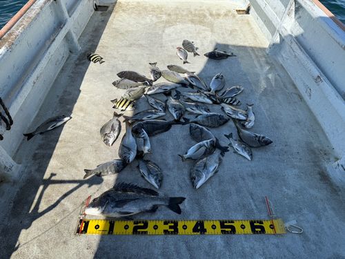 クロダイの釣果