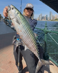 ハガツオの釣果