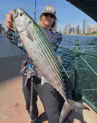 ハガツオの釣果