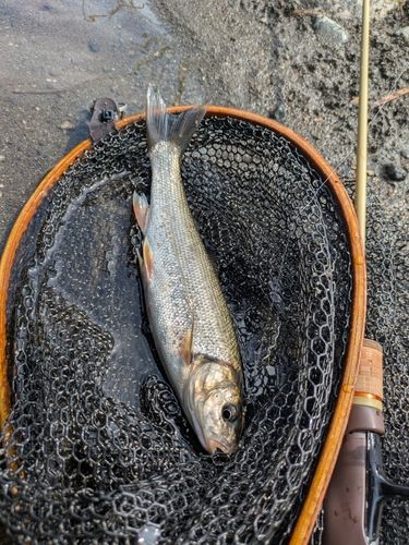 ウグイの釣果
