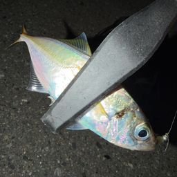 アジ