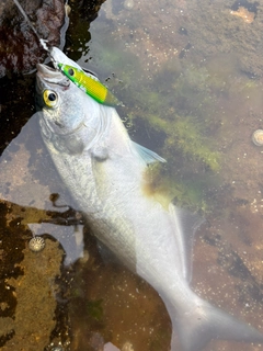 テイラーの釣果