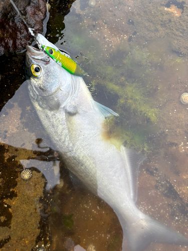 テイラーの釣果