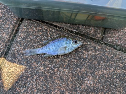 ブルーギルの釣果