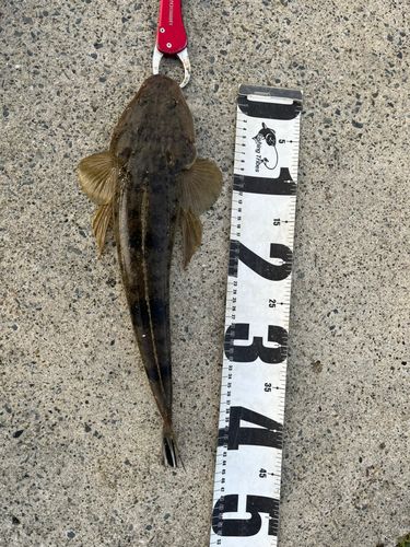 マゴチの釣果
