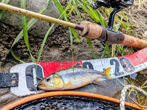 カワムツの釣果