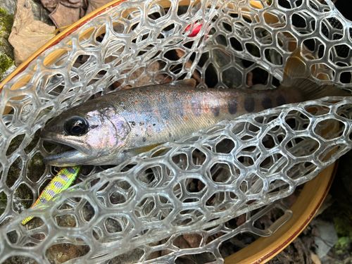 アマゴの釣果