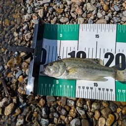 ラージマウスバス