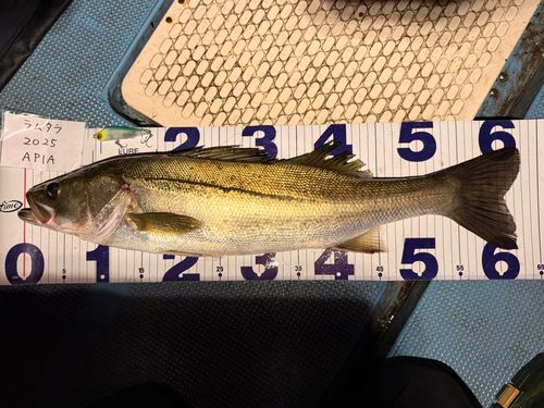 シーバスの釣果