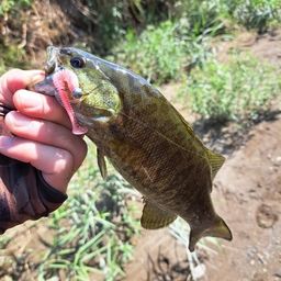 スモールマウスバス