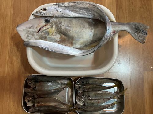 タチウオの釣果