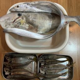 タチウオ