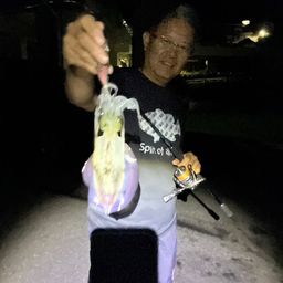 アオリイカ