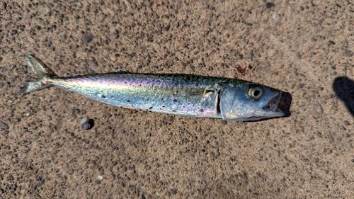サバの釣果