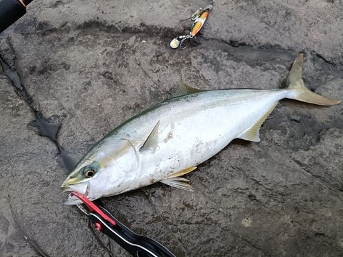 イナダの釣果