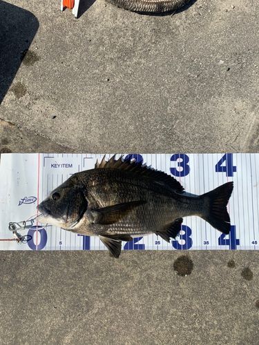 チヌの釣果