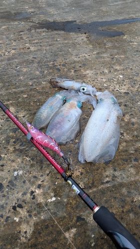 アオリイカの釣果