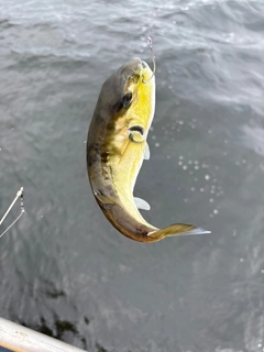 シロサバフグの釣果