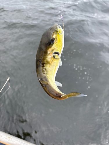 シロサバフグの釣果