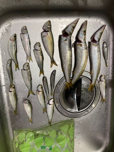 カマスの釣果