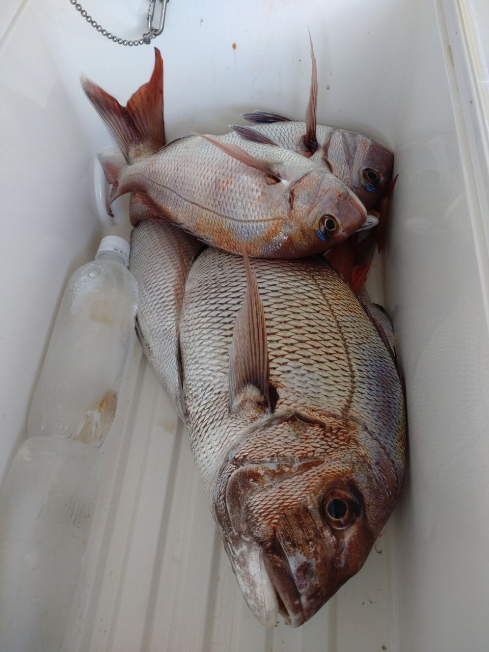 坊主な釣師さんの釣果 1枚目の画像