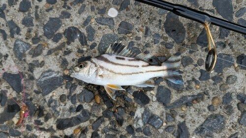 コトヒキの釣果